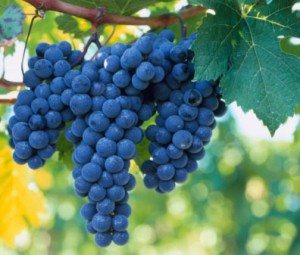 syrah_grapes